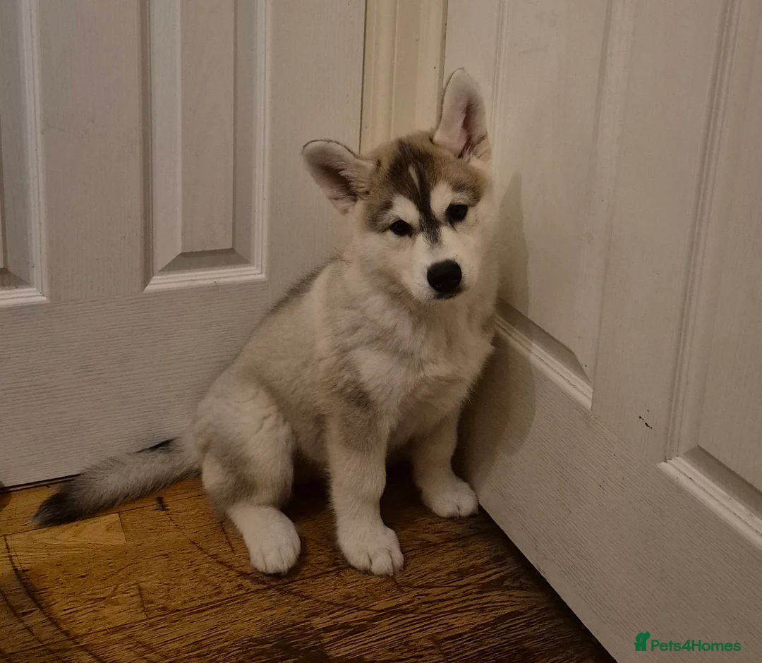 Siberian Husky dogs for sale: Fluffy & Smart Siberian Huskies 2 girls left - Advert 6