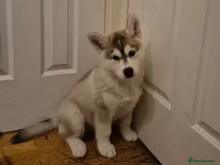 Siberian Husky dogs SAVE US from Crazy Siberian Husky Puppies! - Advert 3