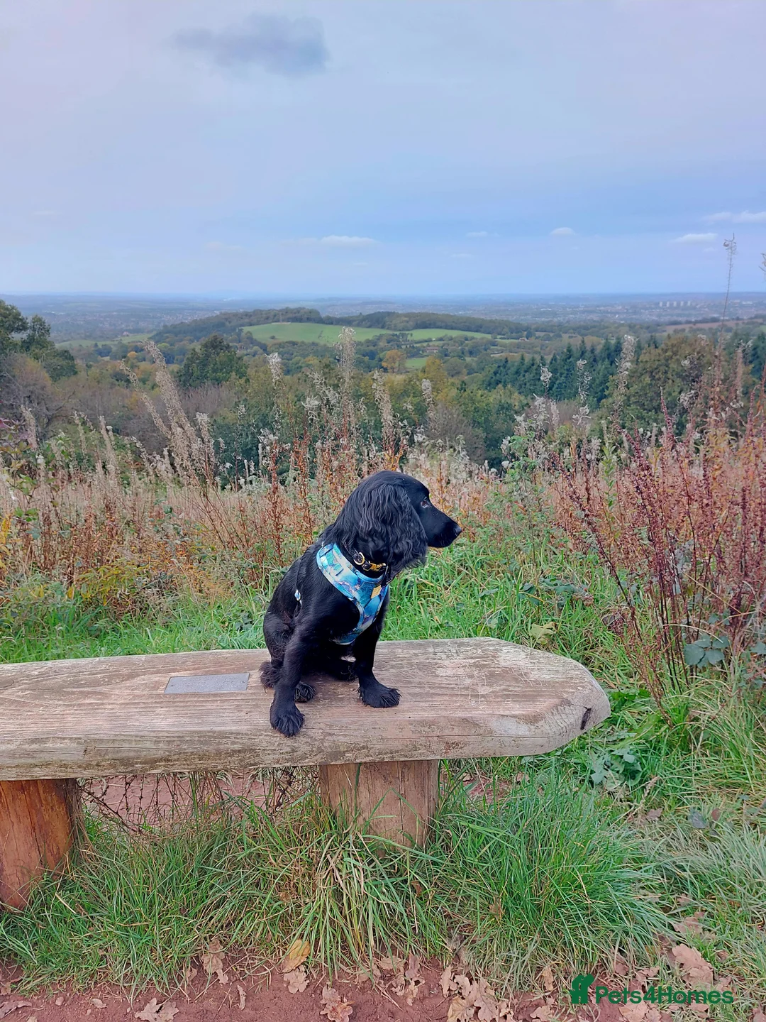 Cocker Spaniel dogs for sale: 2 cockerspaniels for rehoming together - Advert 19