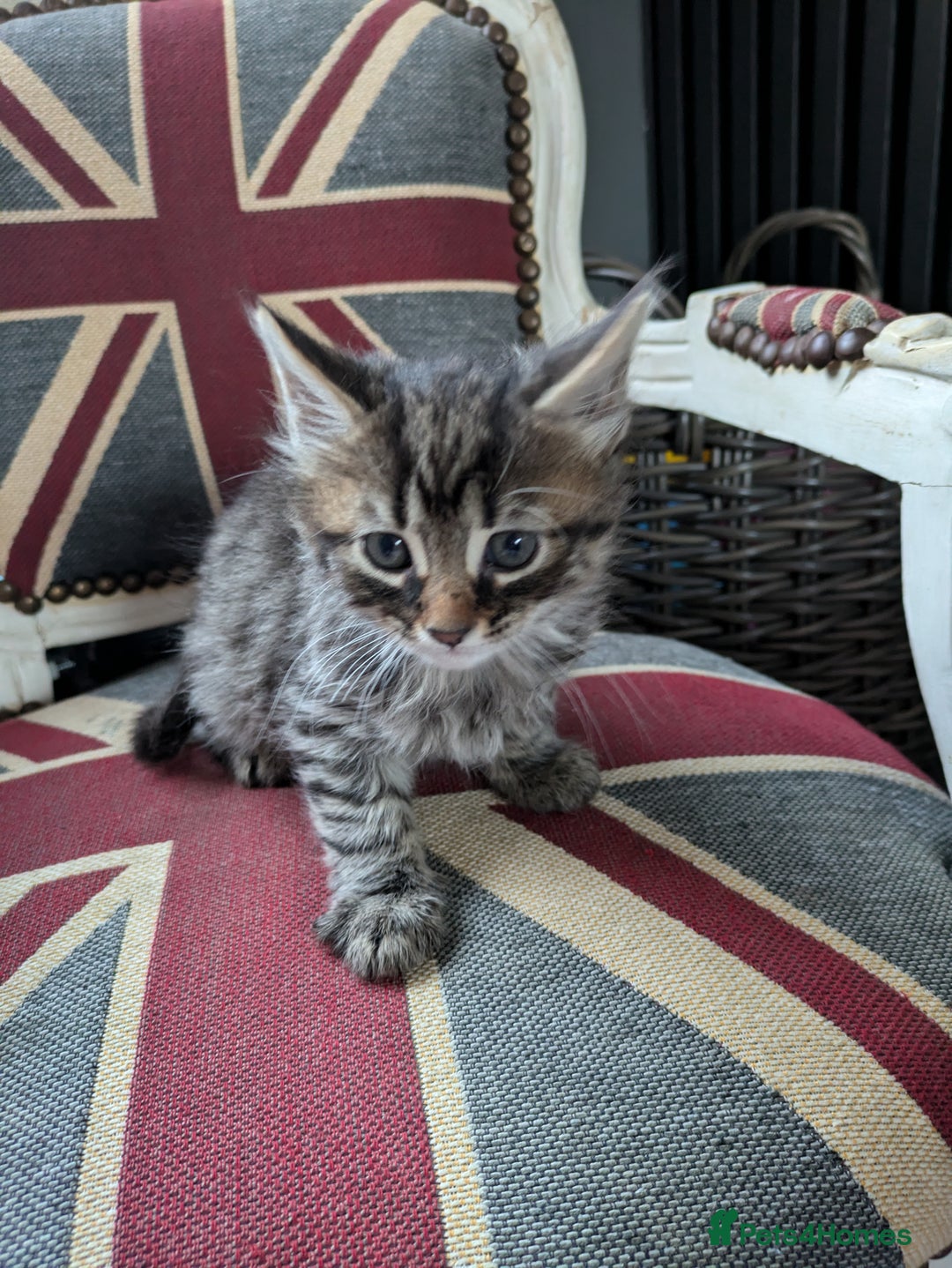 Mixed Breed cats for sale: Beautiful family kittens  - Advert 4