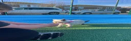 Ragdoll cats for sale: Siena  - Advert 14