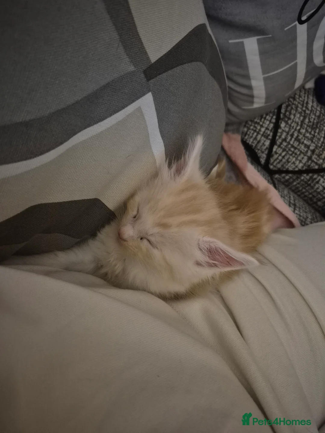 Maine Coon cats for sale: Maine Coon Floof - Advert 6