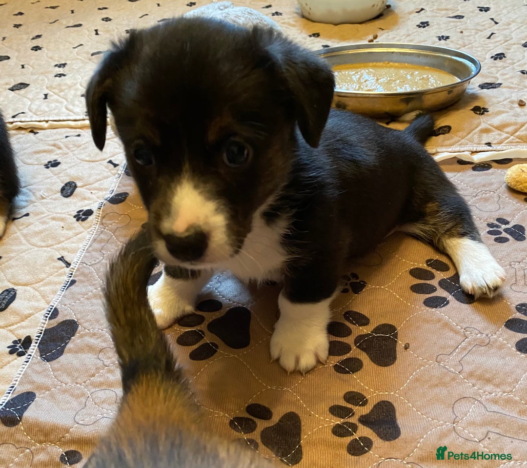 Welsh Corgi Cardigan dogs for sale: Welsh Cardigan Corgis by 5 ⭐️ Licensed Breeder - Advert 27