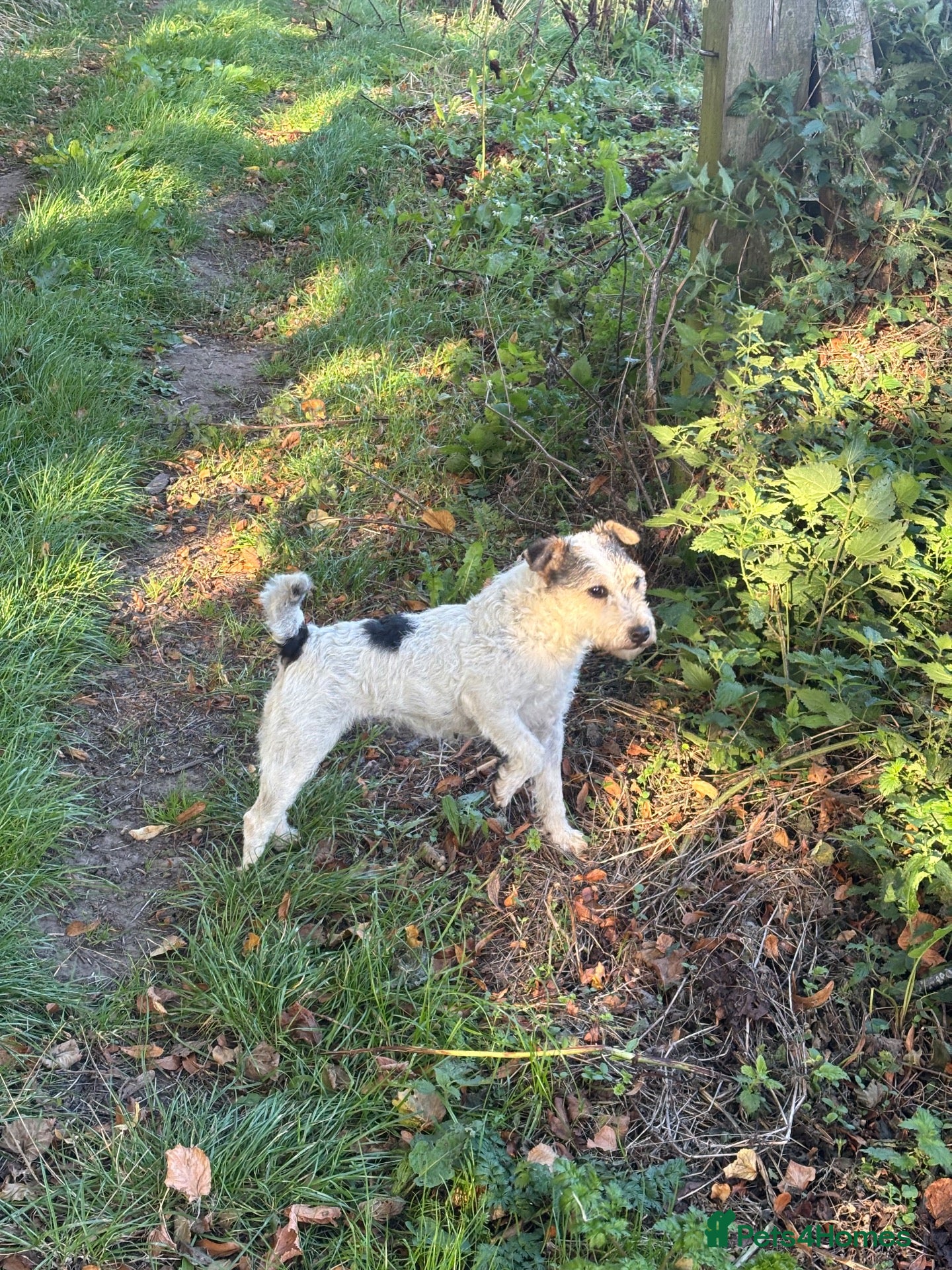 Jack Russell dogs 4 year old Russel bitch  - Advert 9