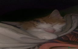 Domestic Shorthair cats for sale: Domestic short haired cat  - Image 8