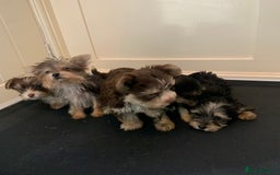 Biewer Terrier dogs for sale: Stunning Biewer Terrier puppies - Image 7