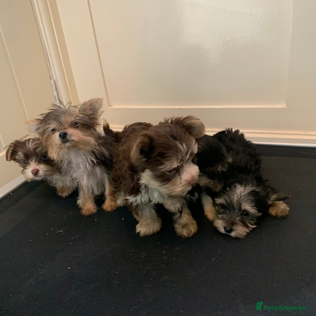Biewer Terrier dogs for sale: Stunning Biewer Terrier puppies - Image 7