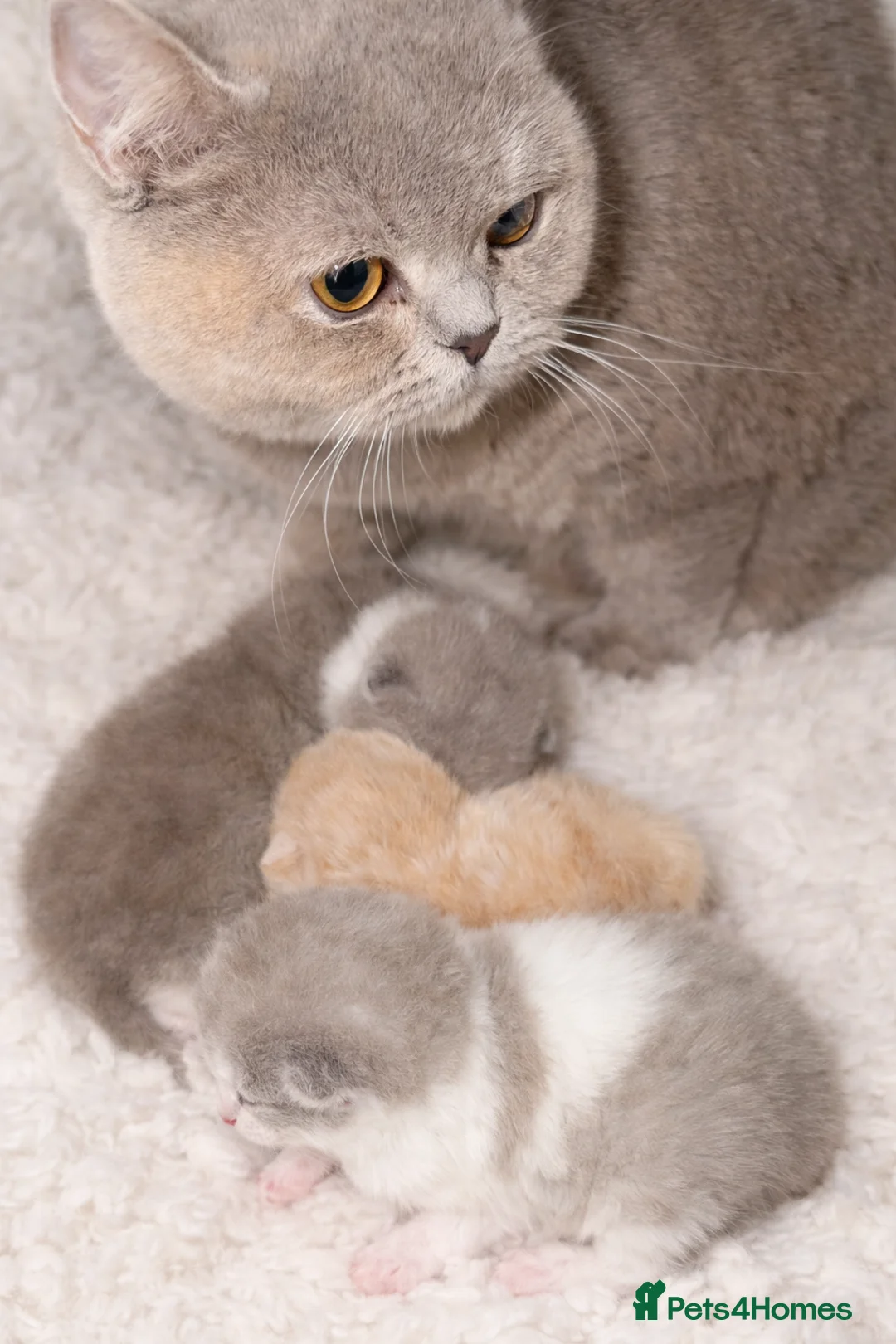 British Shorthair cats for sale: Full Pedigree/Registered BSH from £995 - Advert 40