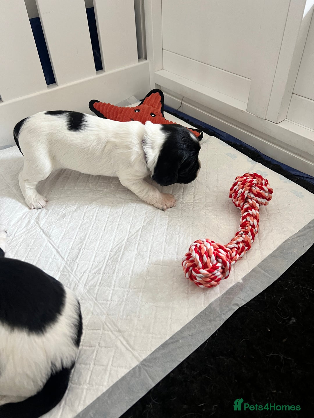 Sprocker dogs for sale: Sprocker Spaniel Puppies - Image 18