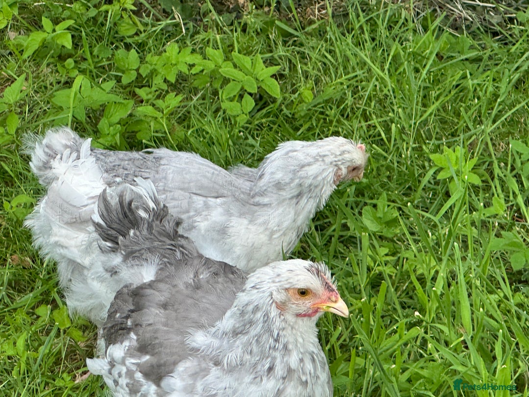 Chickens poultry for sale: Orpington’s chickens for sale  - Image 3