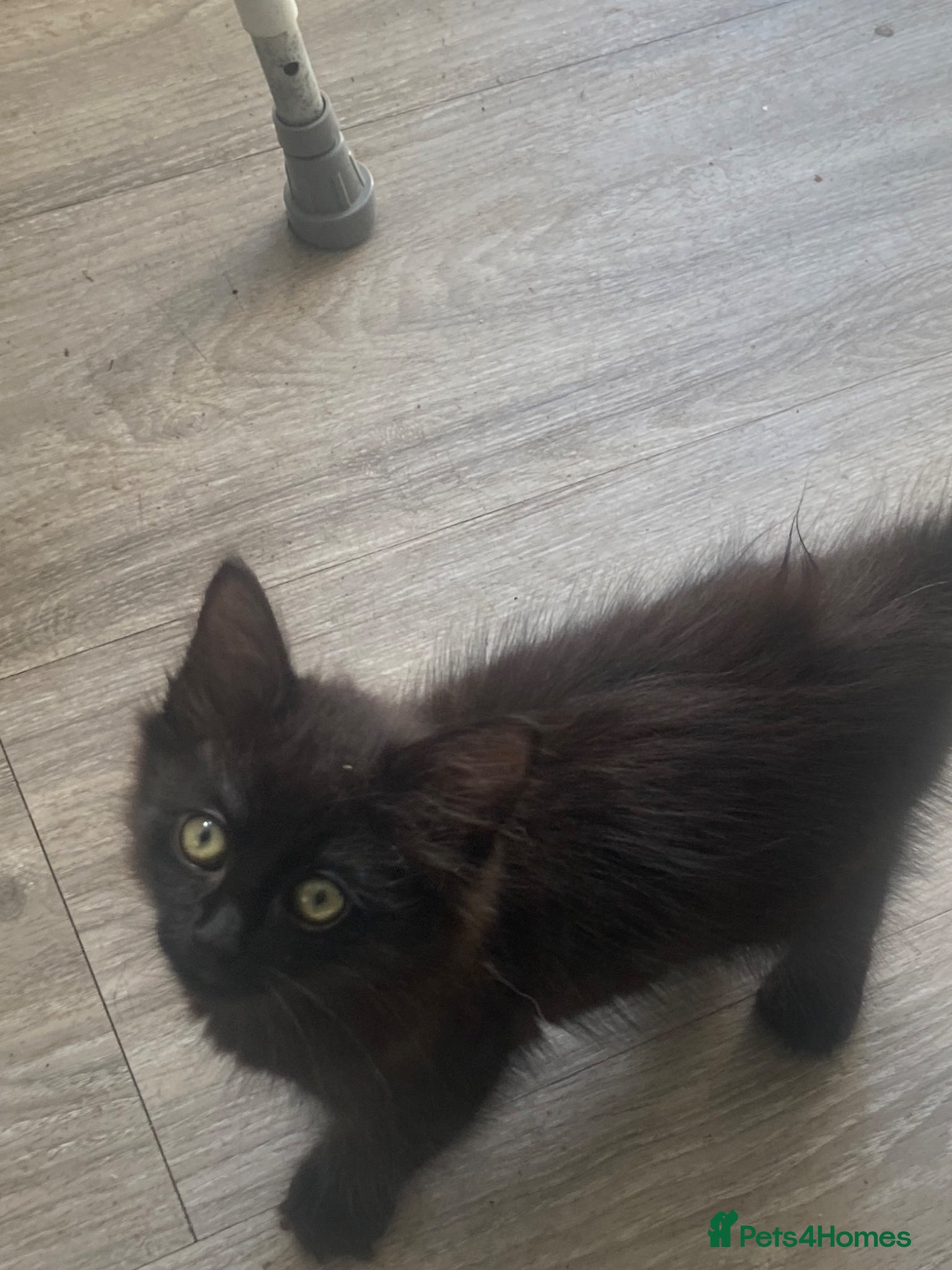Mixed Breed cats for sale: Two beautiful kittens 1 male 1 female for sale - Advert 7