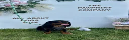 Cavalier King Charles Spaniel dogs for stud: KC BCA Clear Health Tested Black & Tan CKCS Stud - Advert 3