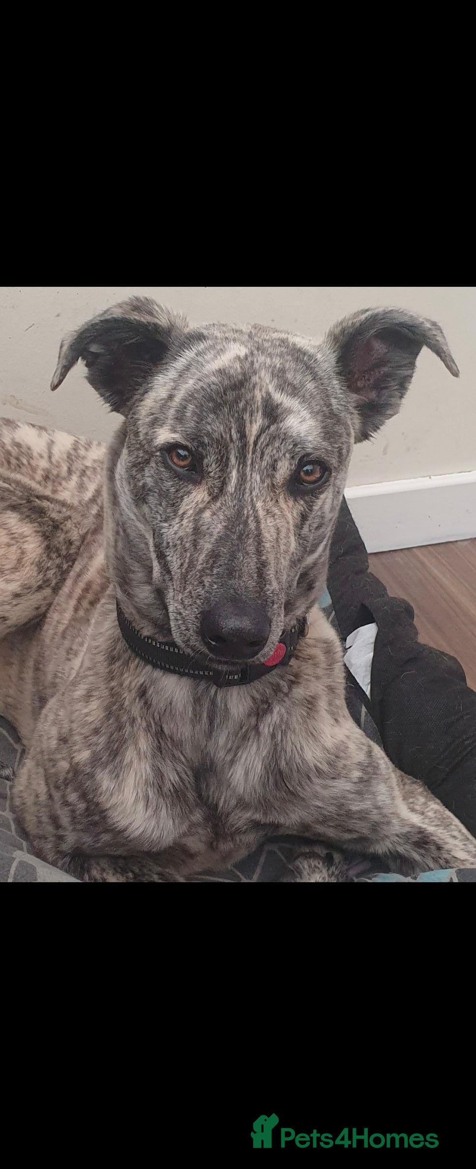 Mixed Breed dogs Hunter - Advert 1