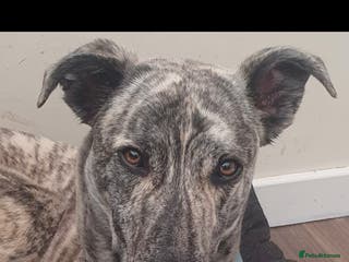 Mixed Breed dogs Hunter - Advert 1