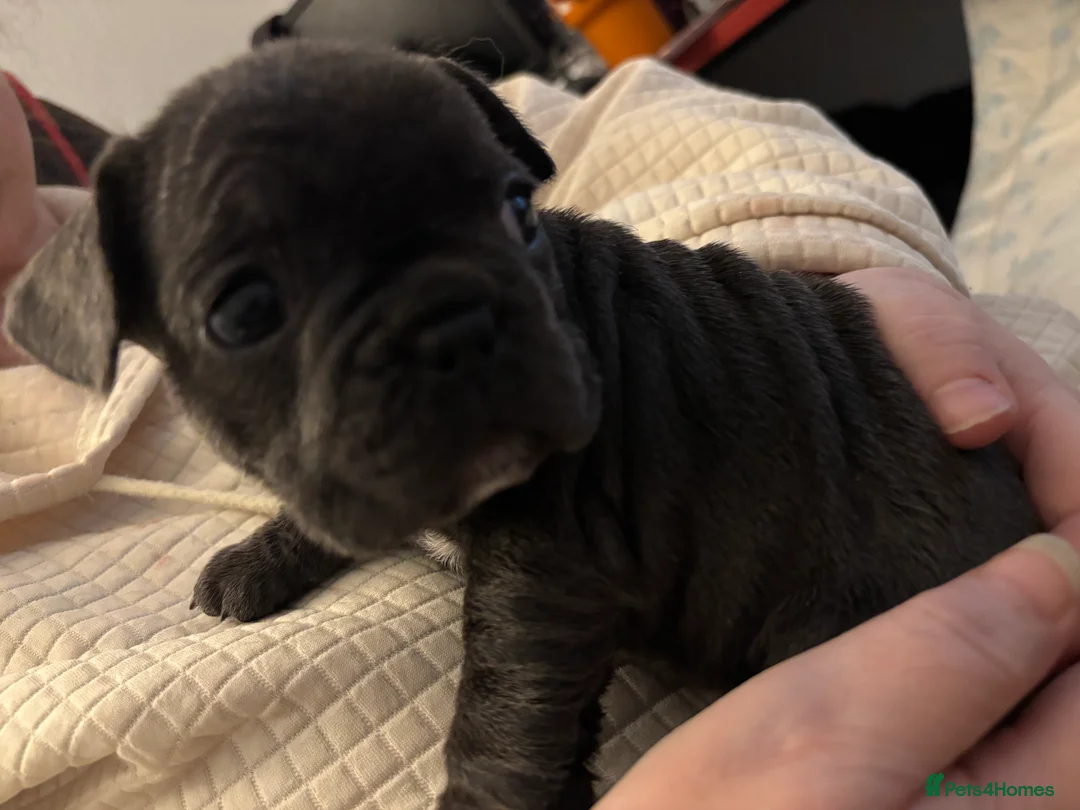 French Bulldog dogs for sale: Frenchie pups Ready on Friday - Advert 2