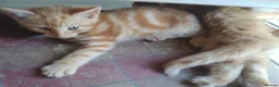 Mixed Breed cats for sale: Four Female Ginger kittens  - Advert 7