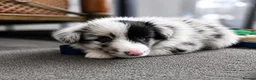Shetland Sheepdog dogs for sale:  Last Available Boy – Unique Bi-Eyed Puppy💙🤎 - Advert 11