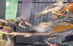 Cockatiels birds for sale: Baby Pied cockatiels - Advert 1