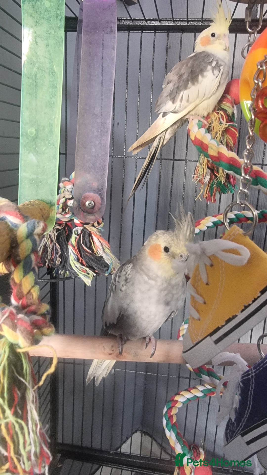 Cockatiels birds for sale: Baby Pied cockatiels - Advert 1