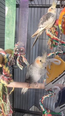 Cockatiels birds Baby Pied cockatiels - Advert 1