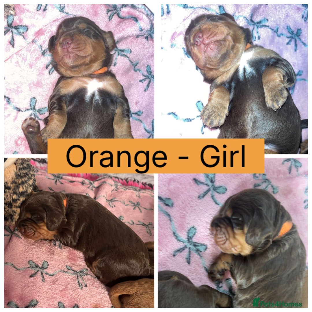 Cocker Spaniel dogs for sale: Beautiful litter - working cocker spaniels ❤️ - Image 6