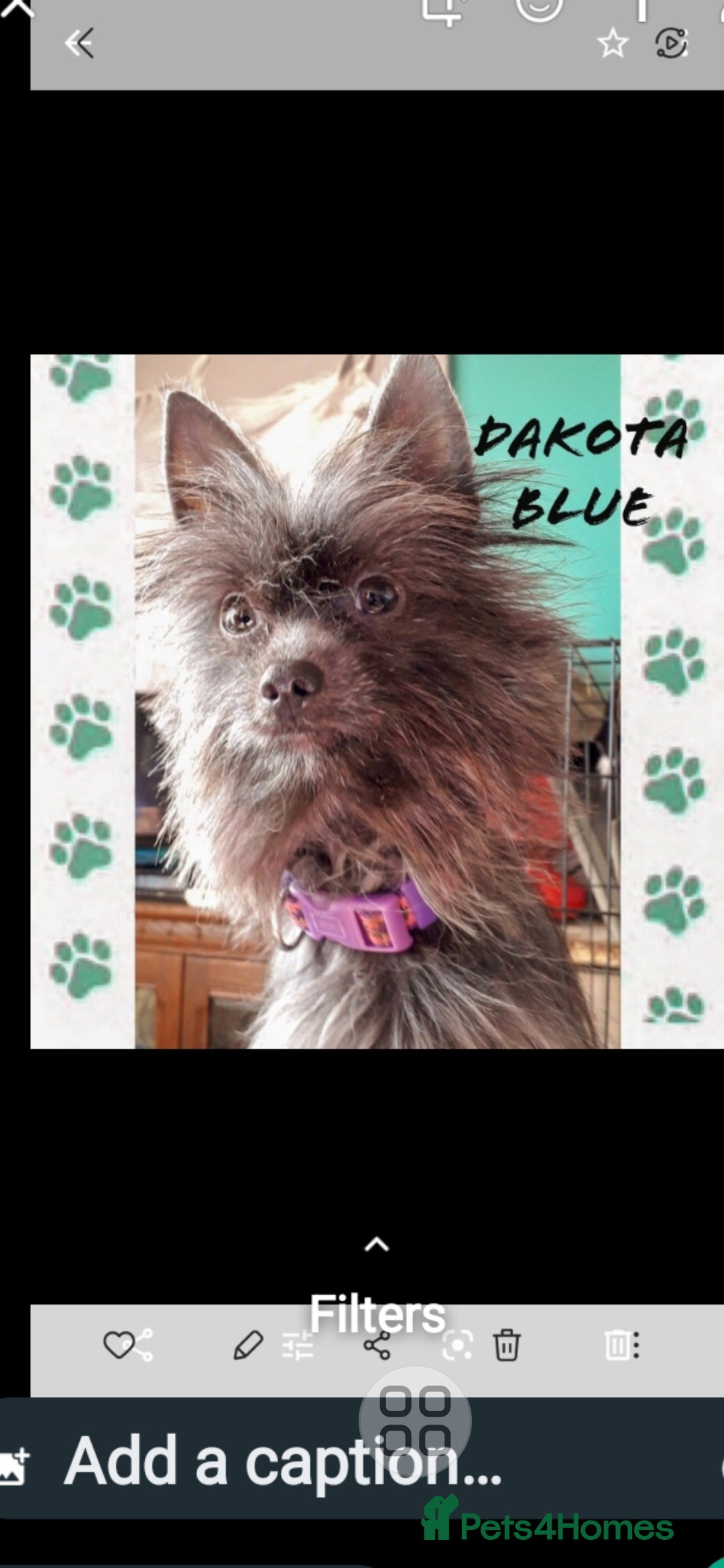 Mixed Breed dogs for sale: Biewer ( yorkshire terrier ) x chorkie puppies - Image 7