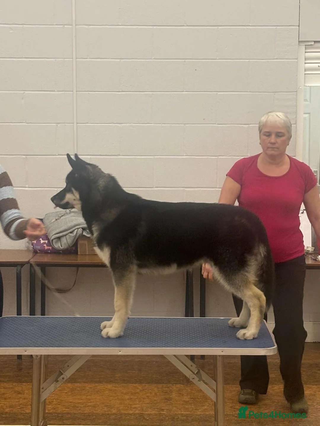 Siberian Husky dogs for sale: Kc reg Siberian husky puppy 5 mths old  - Advert 2