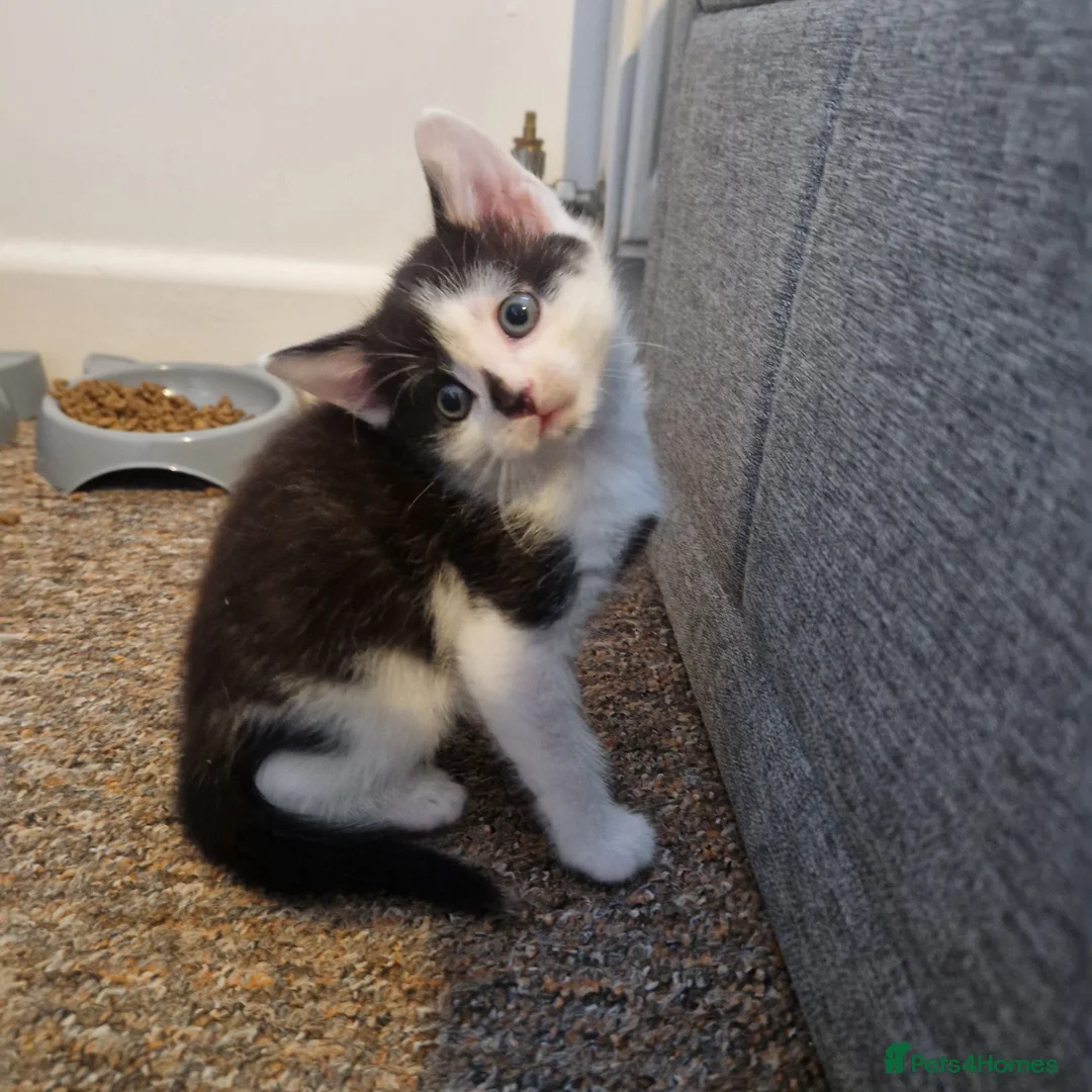 Domestic Shorthair cats for sale: Kittens for sale x5 - Advert 2