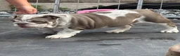 English Bulldog dogs for sale: Unique baby hippo - Advert 1
