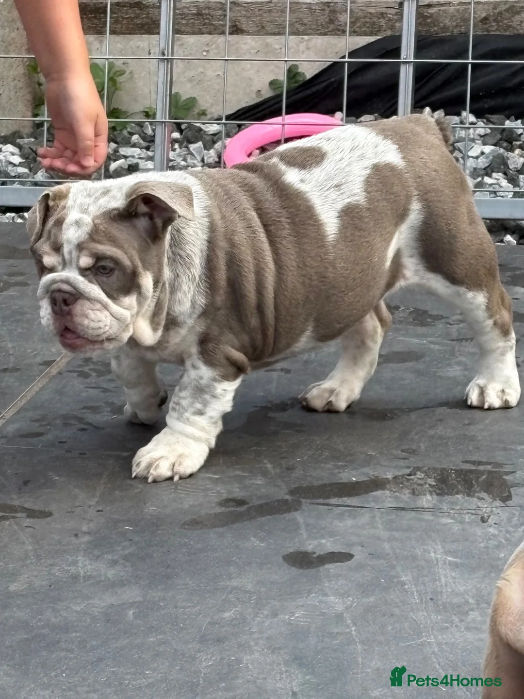 English Bulldog dogs for sale: Unique baby hippo - Advert 1