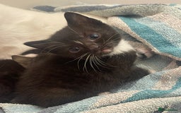 Domestic Shorthair cats for sale: One beautiful fluffy black and white female kitten - Image 5