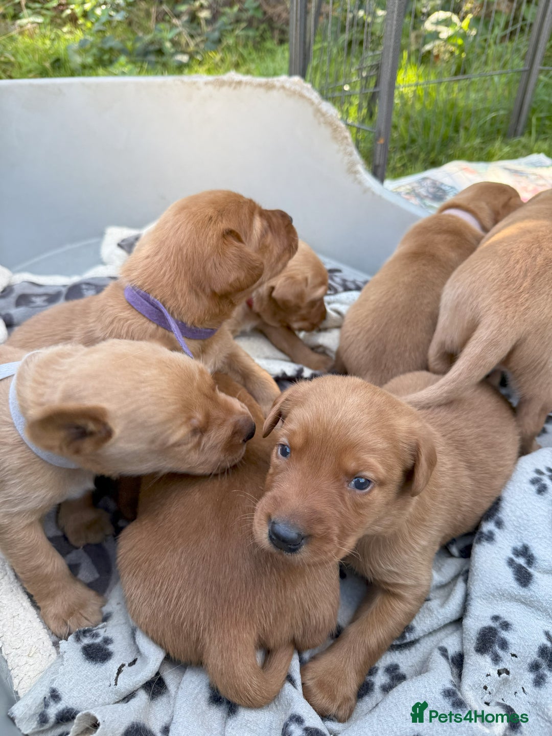 Labrador Retriever dogs for sale: Fox Red Puppies for Sale - Image 4