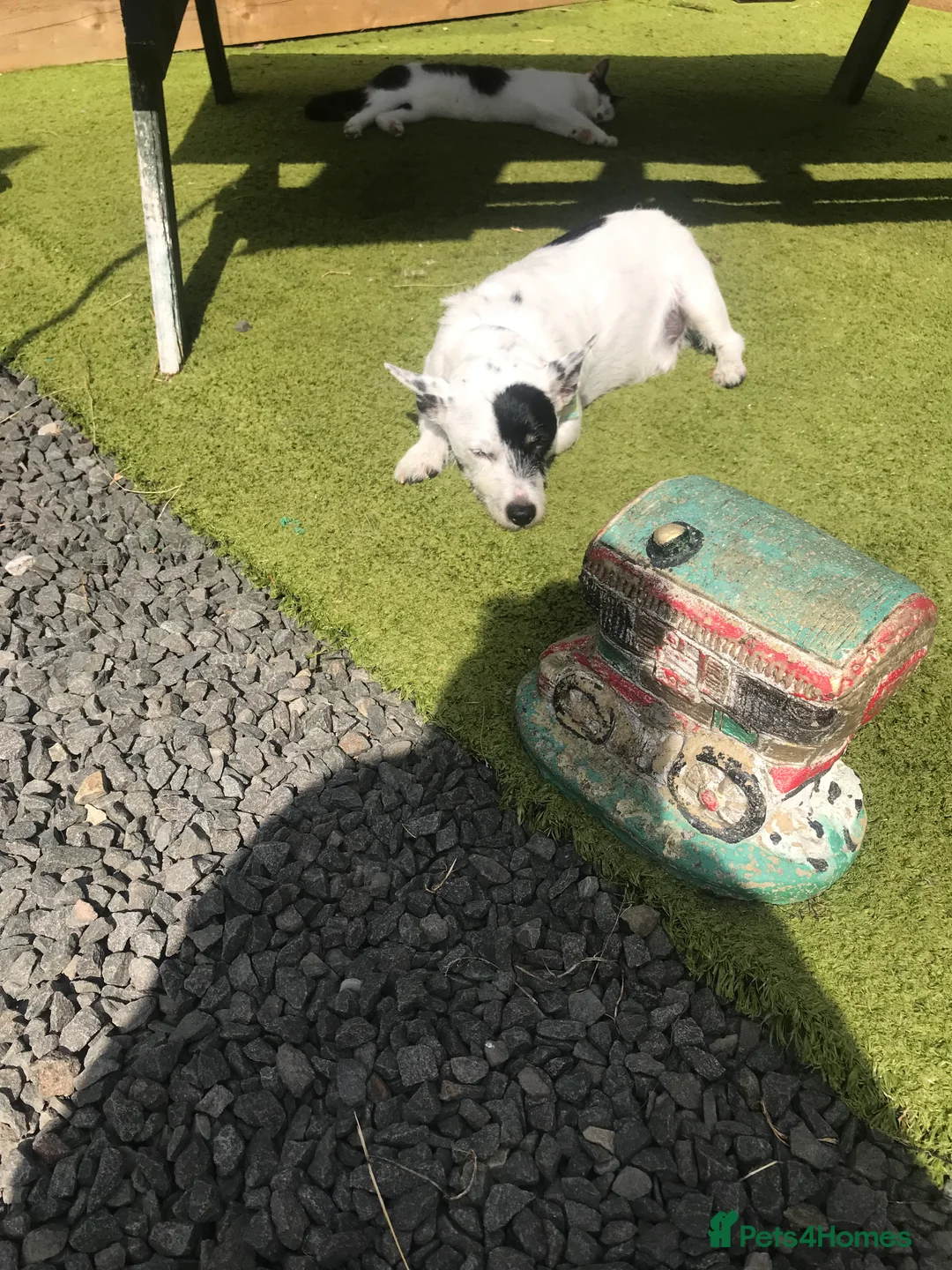 Jack Russell dogs for stud: Looking to stud my jack russell in Airdrie - Advert 3