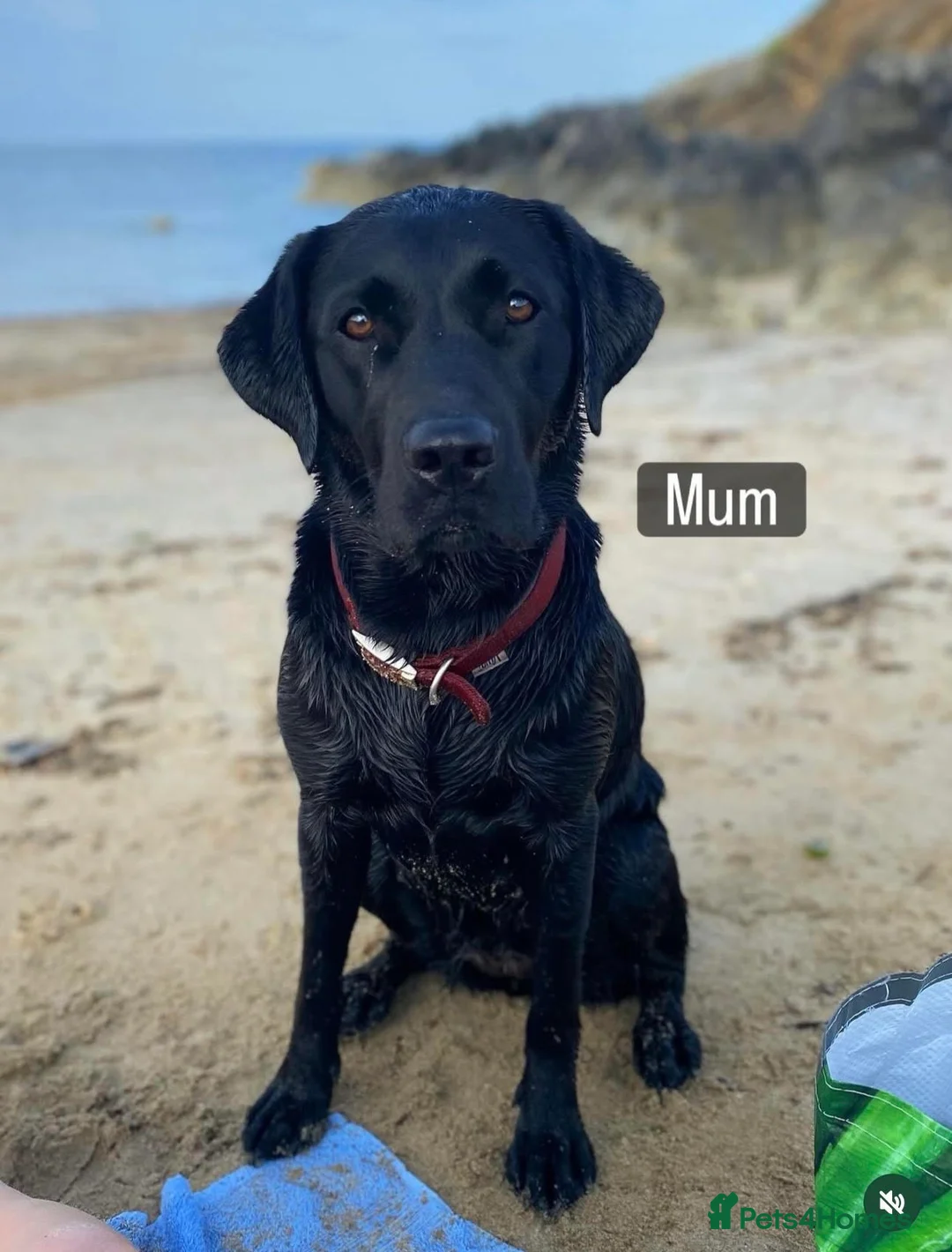 Borador dogs for sale: Lovely Borador Puppies Ready Now - Advert 1