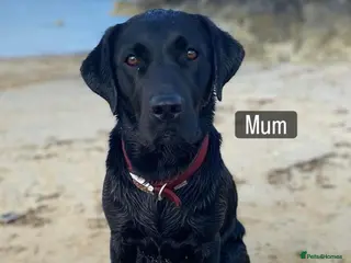 Borador dogs Lovely Borador Puppies Ready Now - Advert 3