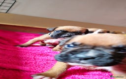 Boxer dogs for sale: *** ONLY 2 LEFT!!! *** - Image 29