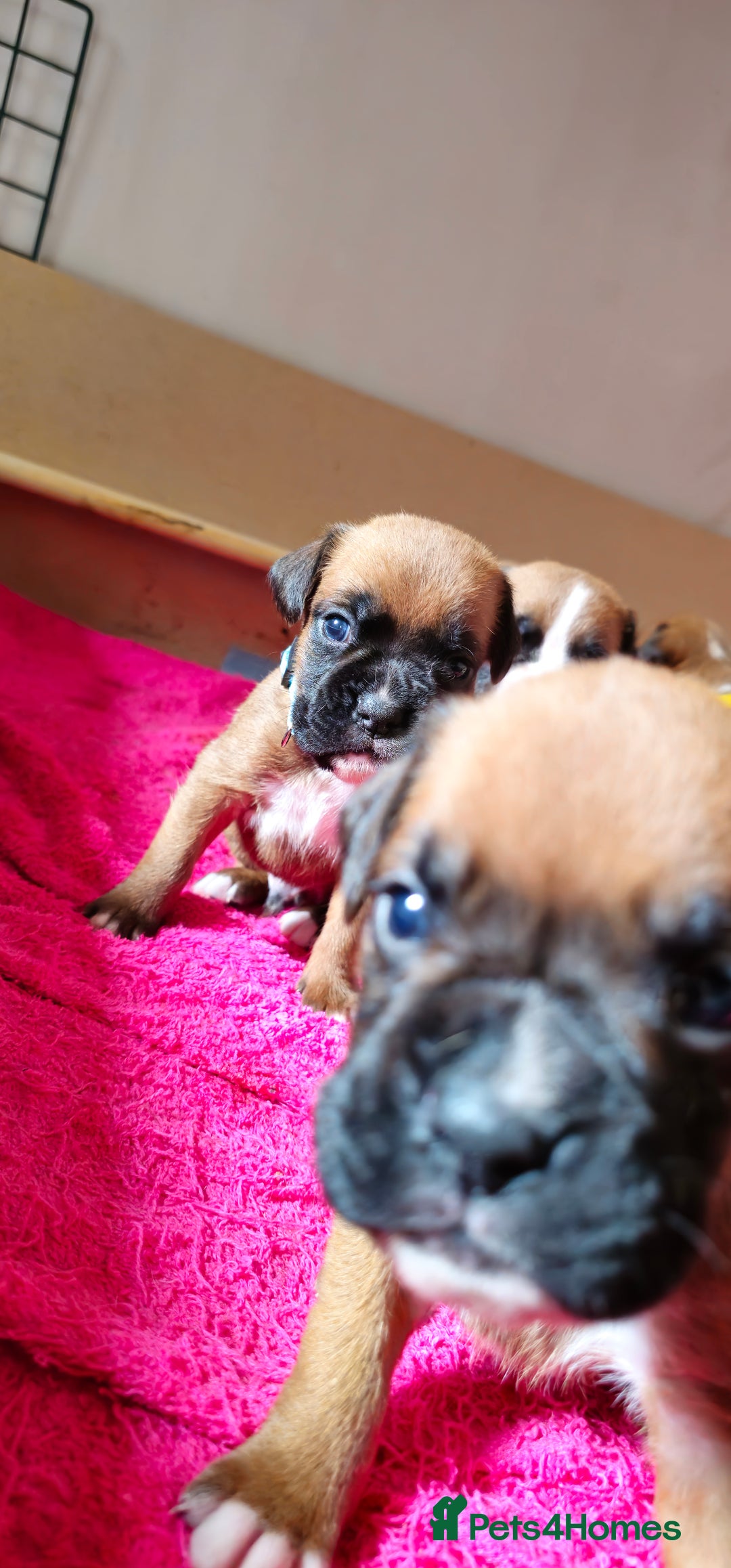 Boxer dogs for sale: *** ONLY 2 LEFT!!! *** - Image 29
