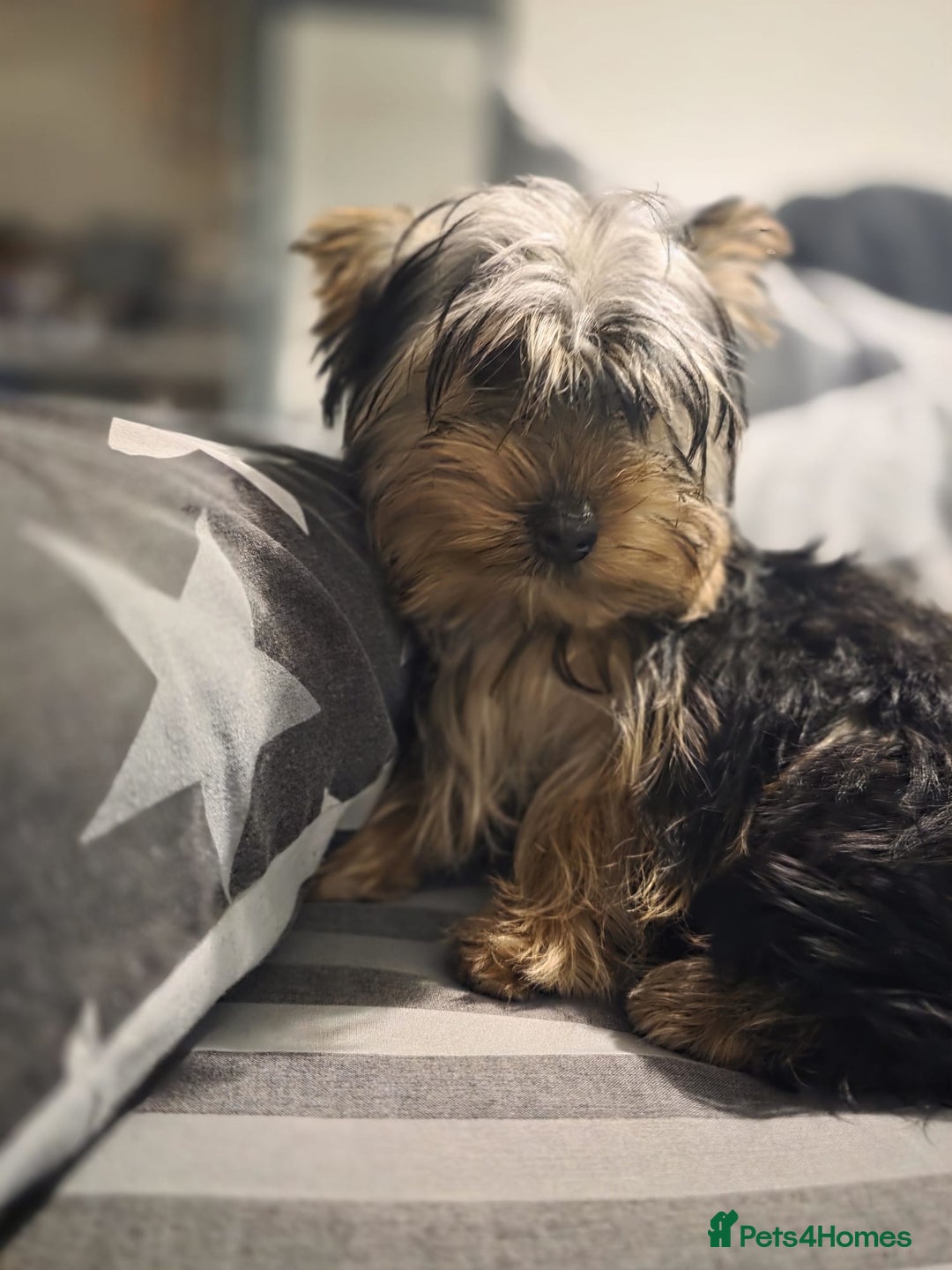 Yorkshire Terrier dogs for sale: Yorkshire  - Advert 9