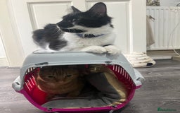 Mixed Breed cats for sale: 1 year old neutered male long haired cat - Image 3