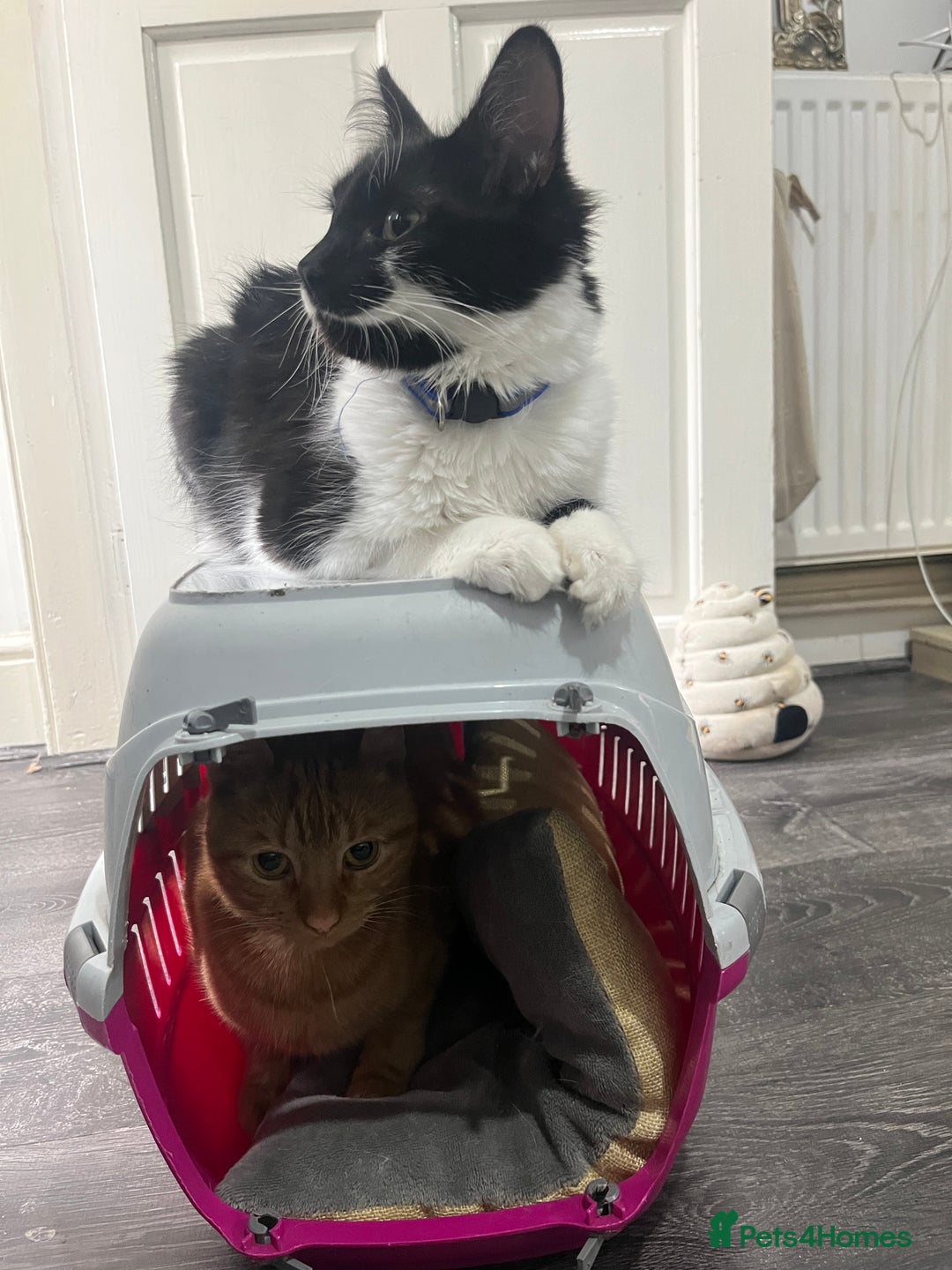 Mixed Breed cats for sale: 1 year old neutered male long haired cat - Image 3
