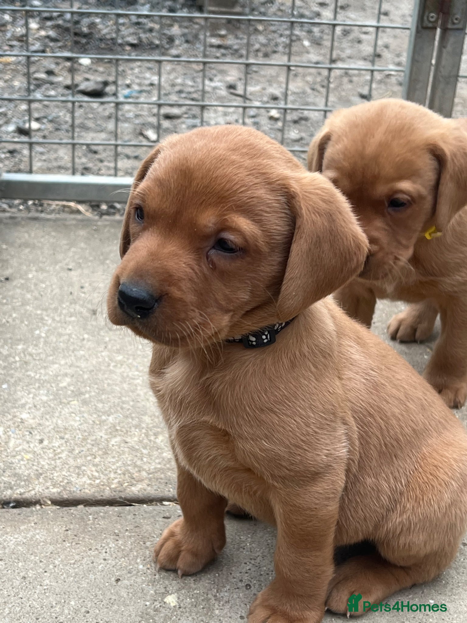 Labrador Retriever dogs Stunning Fox Red Labrador pups for sale - Advert 13