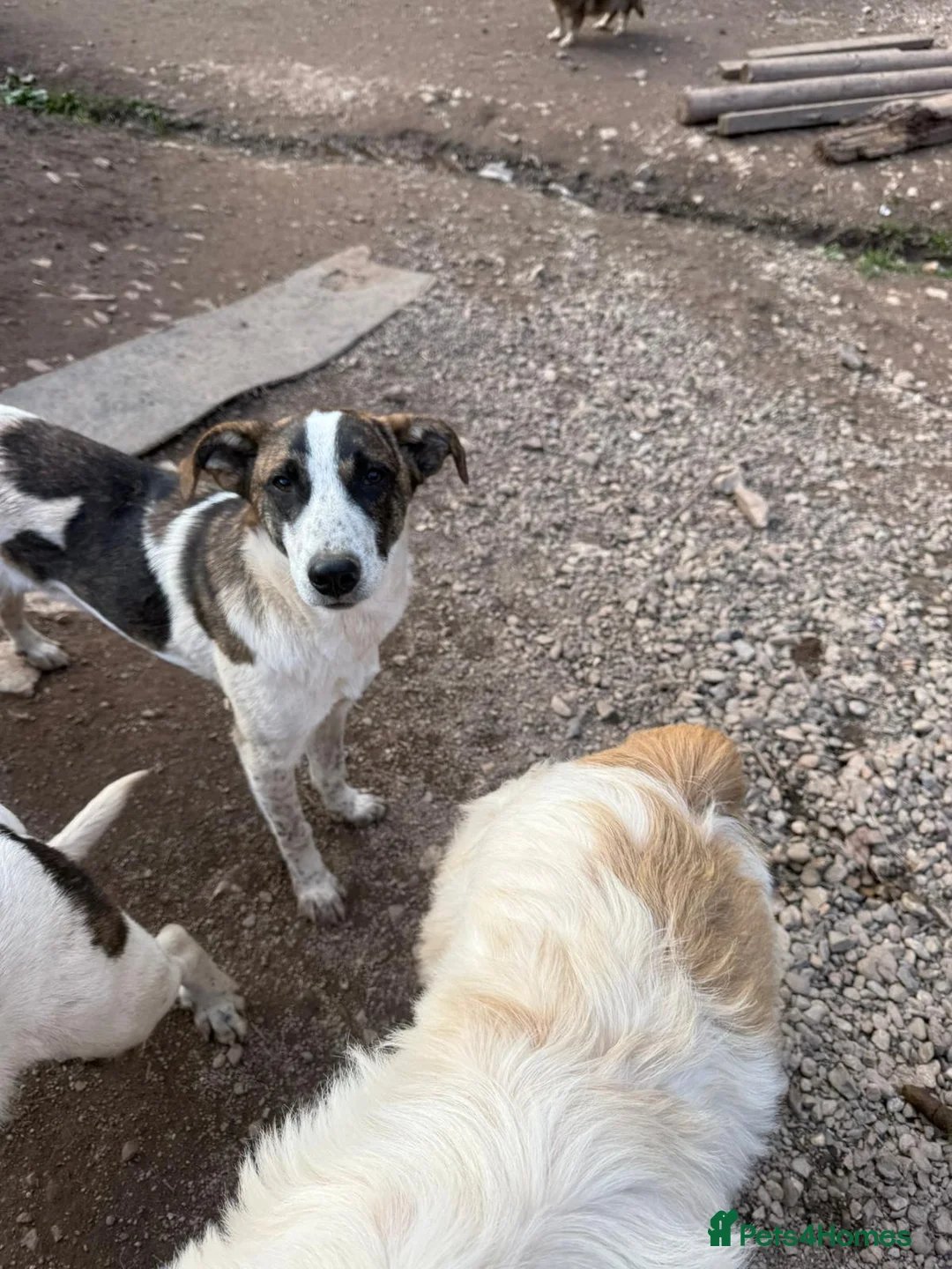 Mixed Breed dogs for adoption: Benson is looking for a dog friend! - Advert 9