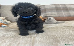 Cockapoo dogs for sale: Gorgeous F1 cockapoo puppies  - Image 18