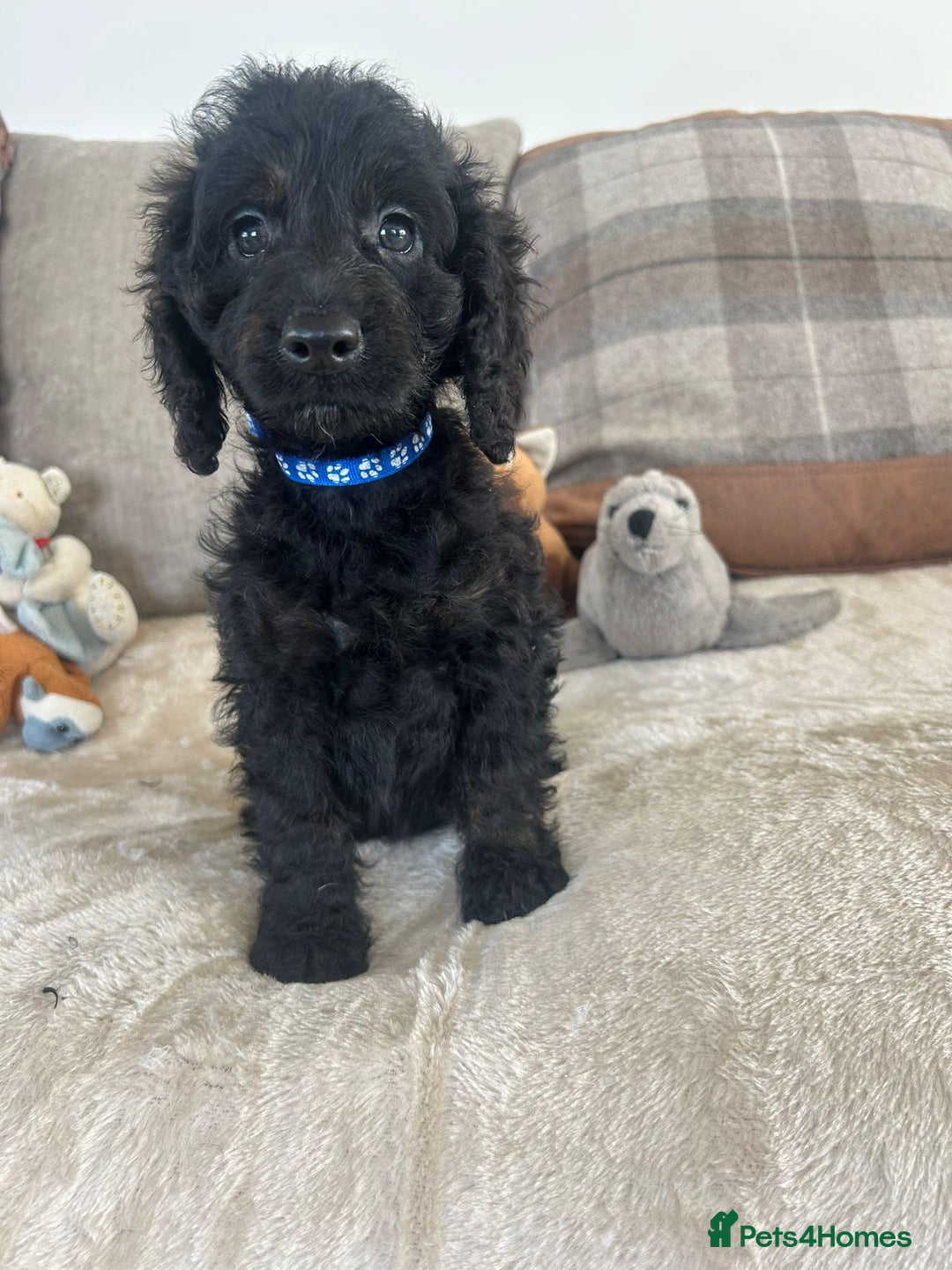 Cockapoo dogs for sale: Gorgeous F1 cockapoo puppies  - Image 18