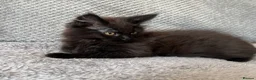 Maine Coon cats for sale: Maine Coon Kittens - Advert 10