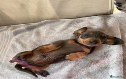 Dachshund dogs for sale: Daushund puppy’s for sale ready to leave 💝  - Image 1