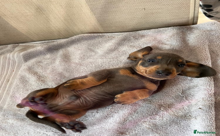 Dachshund dogs - Advert 12