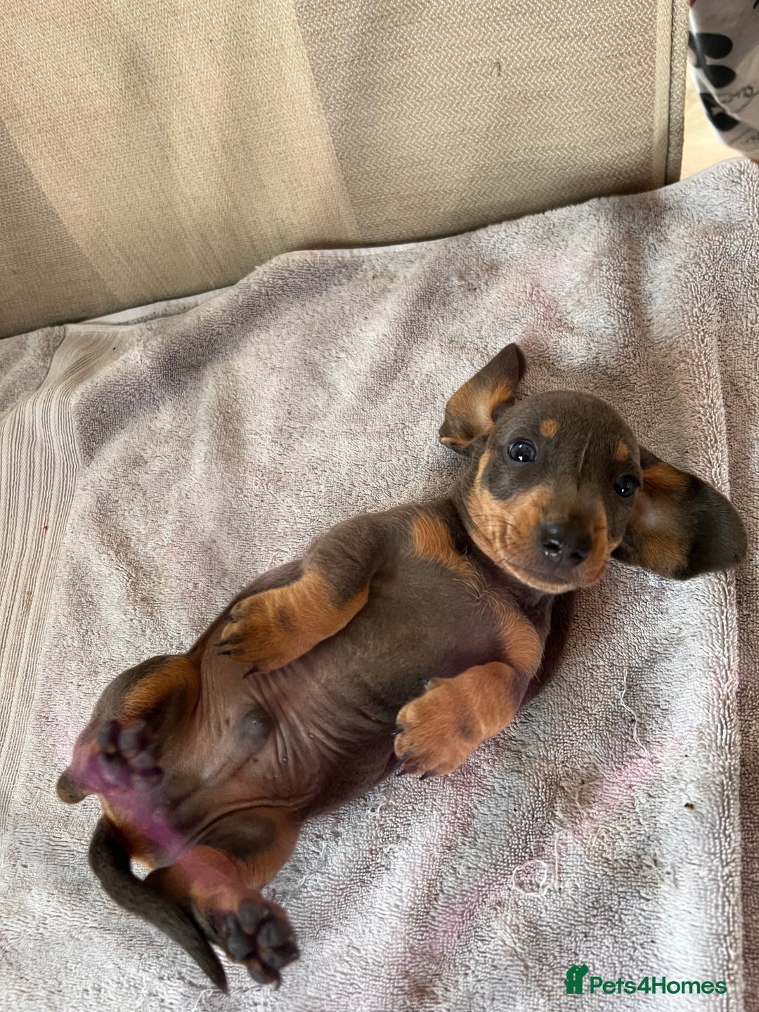 Dachshund dogs for sale: Daushund puppy’s for sale ready to leave 💝  - Image 1