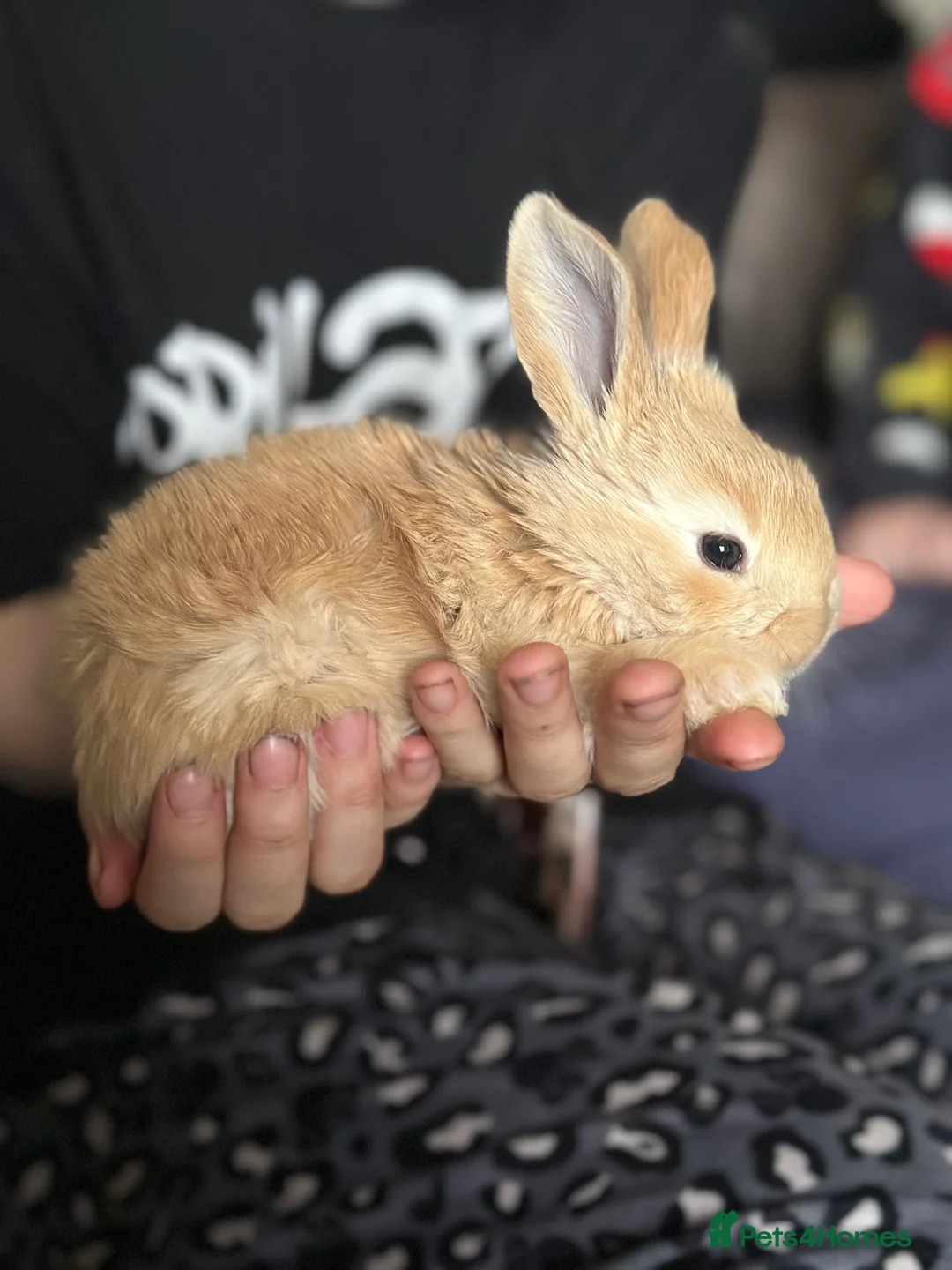 Continental Giant rabbits for sale: Continental giant kits  in Chester - Advert 1