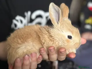 Continental Giant rabbits Continental giant kits in Chester - Advert 1